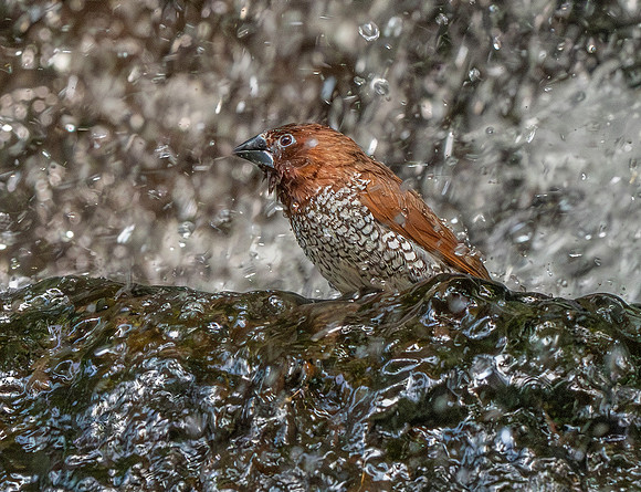 Scaly breasted munia