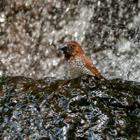 Scaly breasted munia