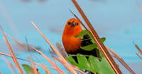 Scarlet headed blackbird