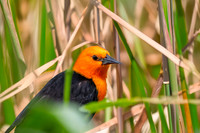 Scarlet headed blackbird