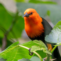 Scarlet headed blackbird