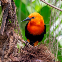 Scarlet headed blackbird