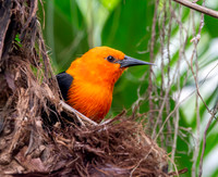 Scarlet headed blackbird
