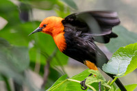Scarlet headed blackbird