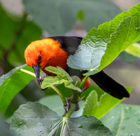 Scarlet headed blackbird