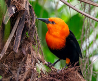 Scarlet headed blackbird