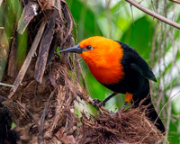 Scarlet headed blackbird