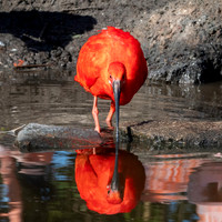 Scarlet ibis