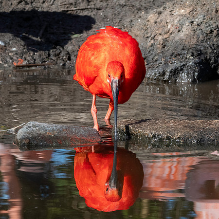 Scarlet ibis
