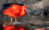Scarlet ibis