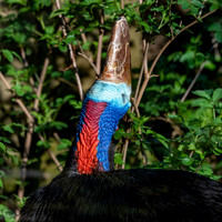 Southern cassowary