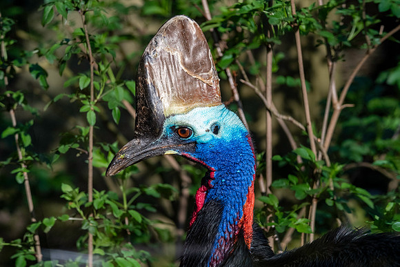 Southern cassowary