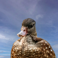 Spotted whistling duck