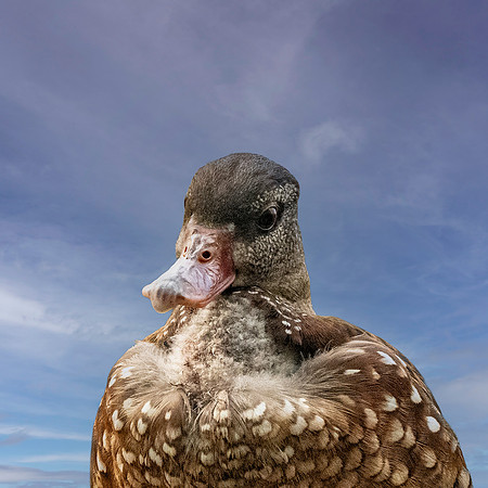 Spotted whistling duck