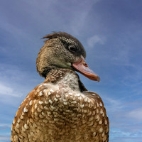 Spotted whistling duck