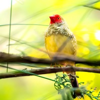 Star finch
