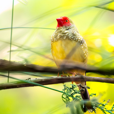 Star finch