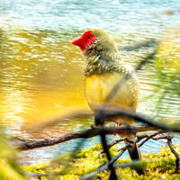 Star finch