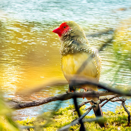 Star finch