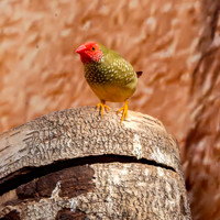 Star finch