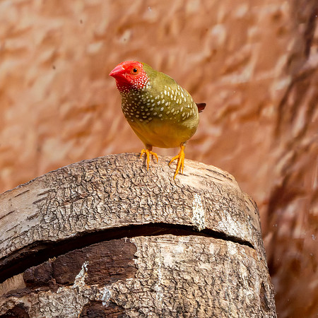 Star finch