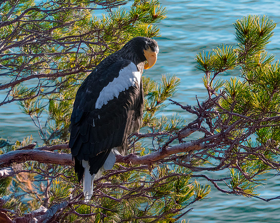 Steller's sea eagle