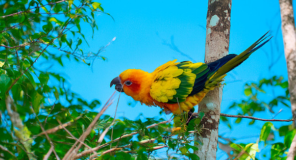 Sun conure