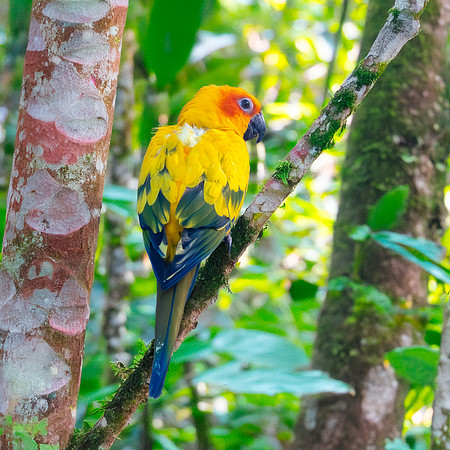 Sun conure
