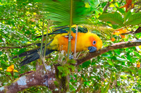 Sun conure