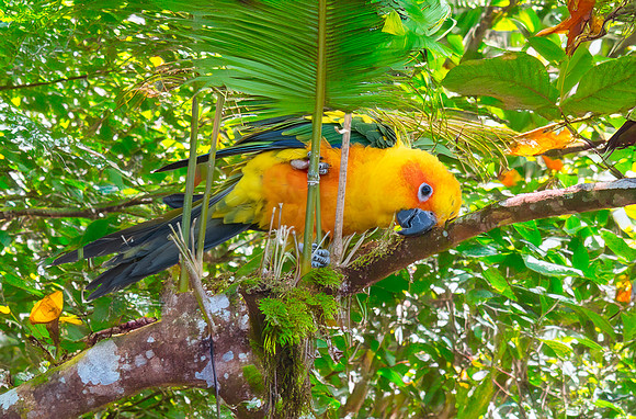 Sun conure