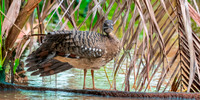 Sunbittern