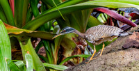 Sunbittern