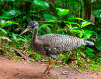 Sunbittern