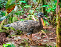 Sunbittern