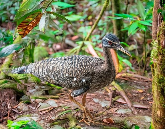 Sunbittern
