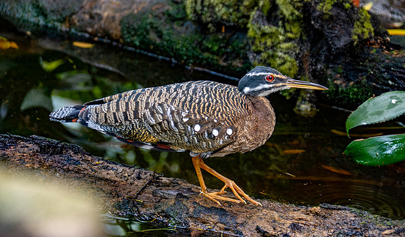Sunbittern