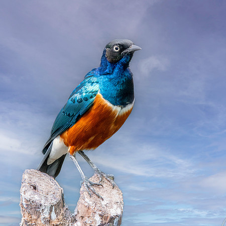 Superb starling