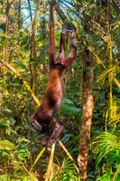 Venezuelan red howler