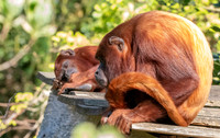 Venezuelan red howler