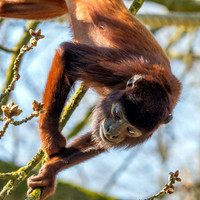 Venezuelan red howler
