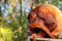 Venezuelan red howler