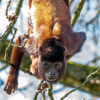 Venezuelan red howler