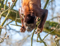 Venezuelan red howler