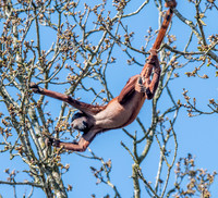 Venezuelan red howler