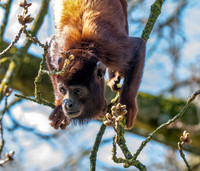 Venezuelan red howler