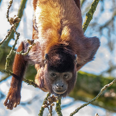 Venezuelan red howler