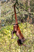 Venezuelan red howler