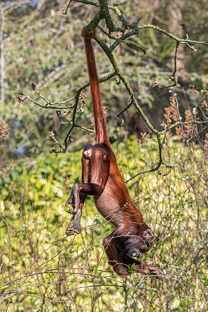 Venezuelan red howler