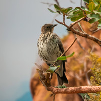 Violet backed starling, female