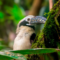 Visayan tarictic hornbill, male